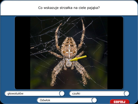 Didakta - Multilicencja nieograniczona czasowo - Biologia 2- Rośliny i zwierzęta Didakta - Multilicencja nieograniczona czasowo - Biologia 2- Rośliny i zwierzęta